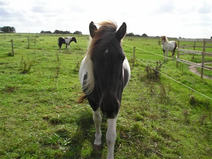 Søde heste billede 4