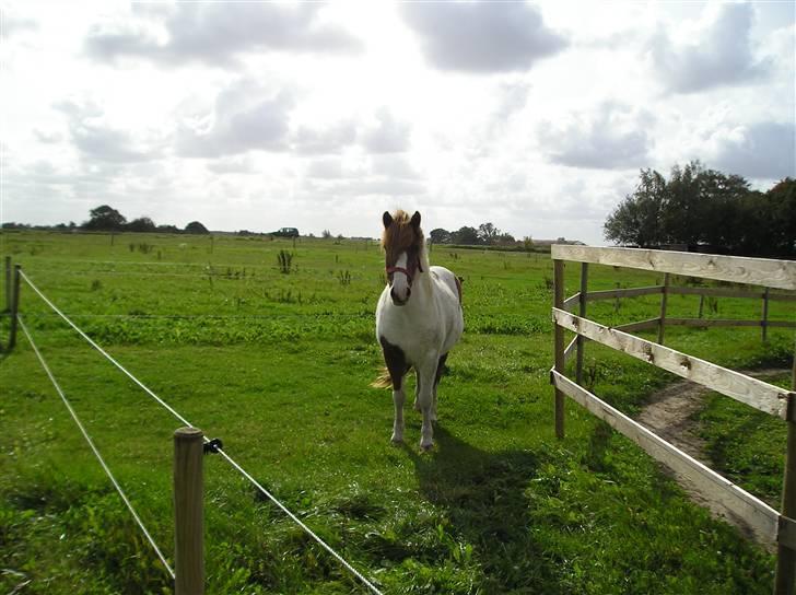 Søde heste billede 5