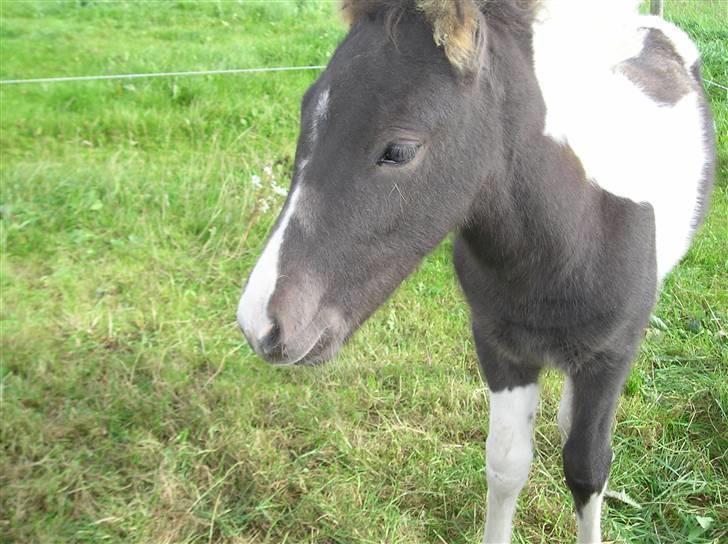 Søde heste billede 6