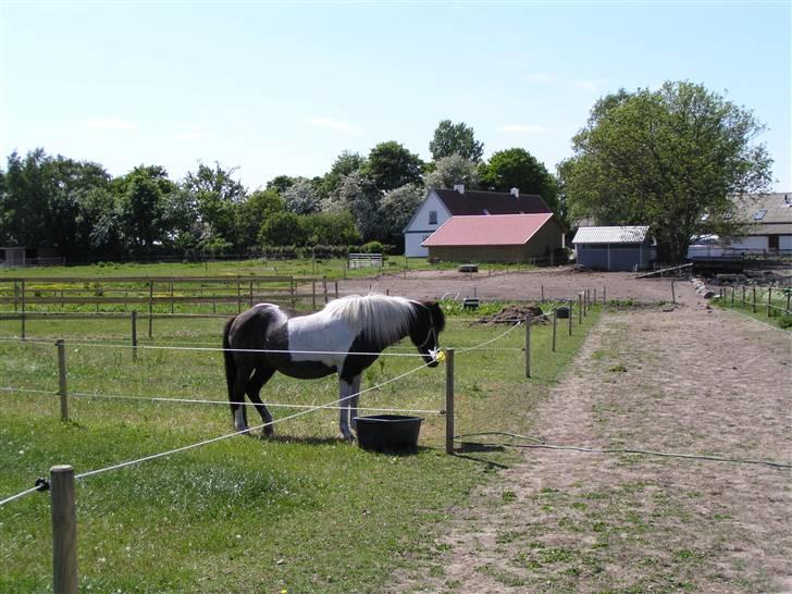 Søde heste billede 7