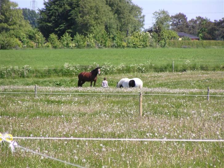 Søde heste billede 8