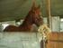 Heste fra stald Nørrevang :)