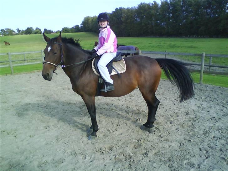 Diverse billeder af forskellige heste :P billede 23