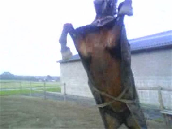 Diverse billeder af forskellige heste :P billede 24