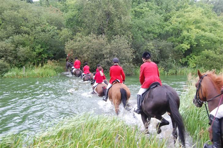 Jagt Hjerl hede - august 08 billede 12