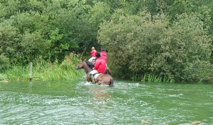 Jagt Hjerl hede - august 08 billede 15