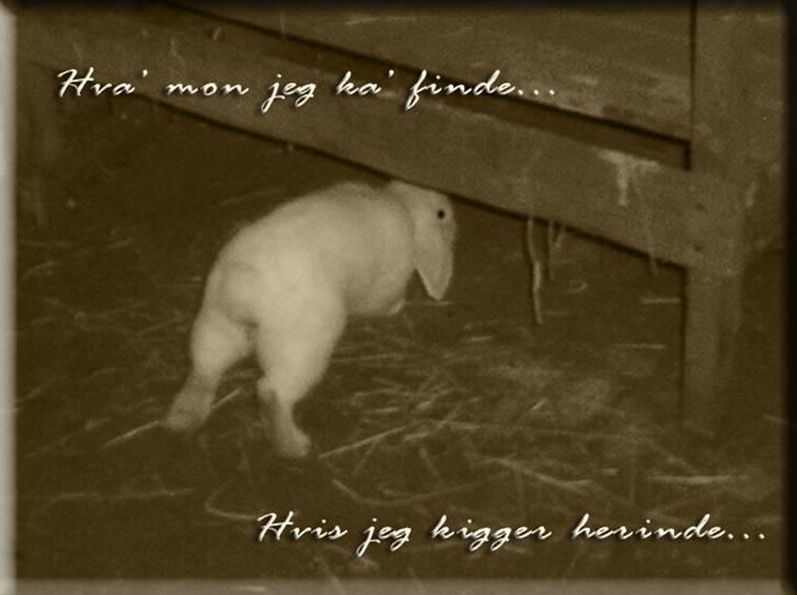 Tegninger og billeder jeg har leget lidt med... - Timmy, på opdagelse i stalden  :D billede 18