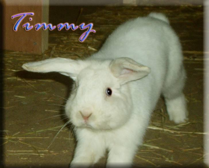 Tegninger og billeder jeg har leget lidt med... - Timmy i fuld fart. billede 19