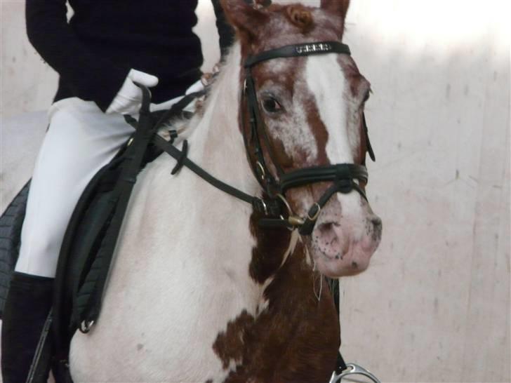 Lyng Ridecenter - Fie Wendel & Picasso billede 3