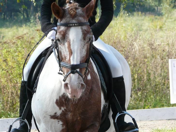 Lyng Ridecenter - Fie Wendel & Picasso billede 4