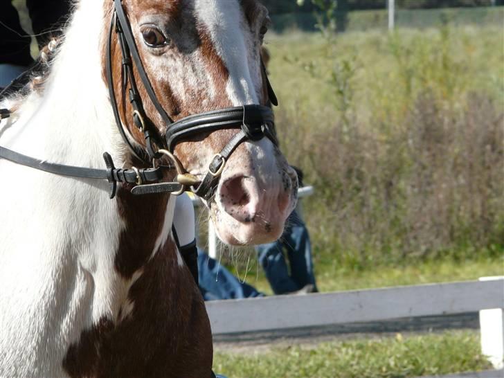 Lyng Ridecenter - Fie Wendel & Picasso billede 5