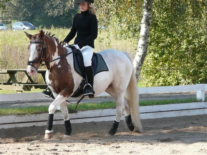 Lyng Ridecenter - Fie Wendel & Picasso billede 6