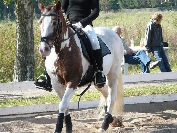 Lyng Ridecenter - Fie Wendel & Picasso billede 7