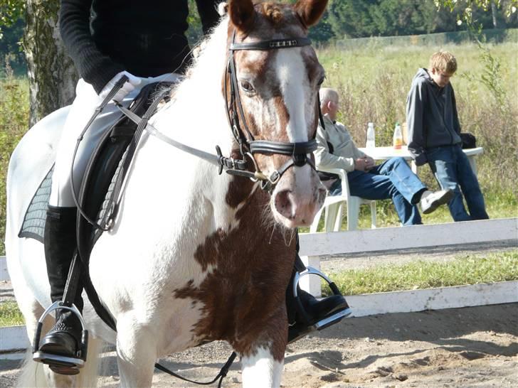 Lyng Ridecenter - Fie Wendel & Picasso billede 8