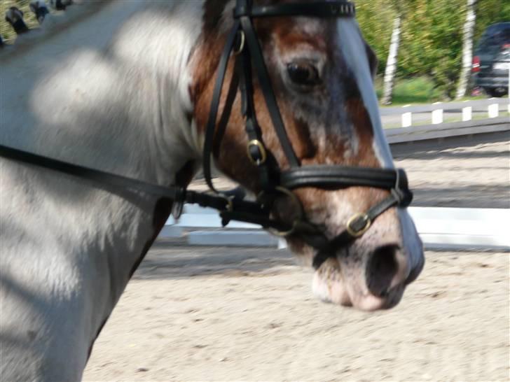 Lyng Ridecenter - Fie Wendel & Picasso billede 9