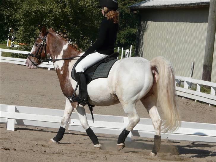 Lyng Ridecenter - Fie Wendel & Picasso billede 10