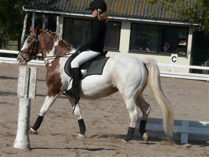 Lyng Ridecenter - Fie Wendel & Picasso billede 11