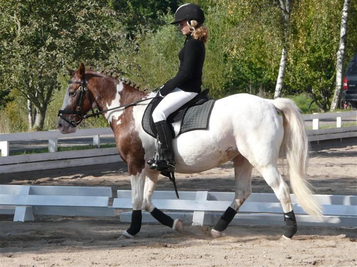 Lyng Ridecenter - Fie Wendel & Picasso billede 12