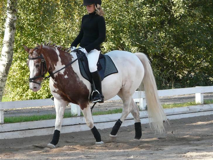 Lyng Ridecenter - Fie Wendel & Picasso billede 14