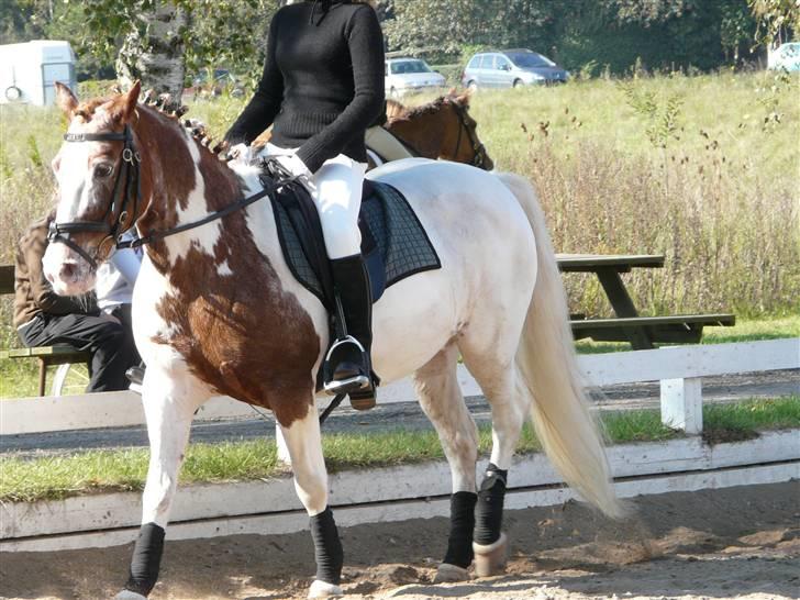 Lyng Ridecenter - Fie Wendel & Picasso billede 15