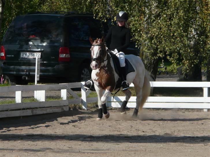 Lyng Ridecenter - Fie Wendel & Picasso billede 16