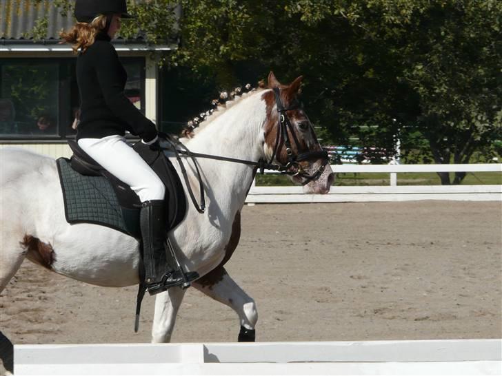 Lyng Ridecenter - Fie Wendel & Picasso billede 21