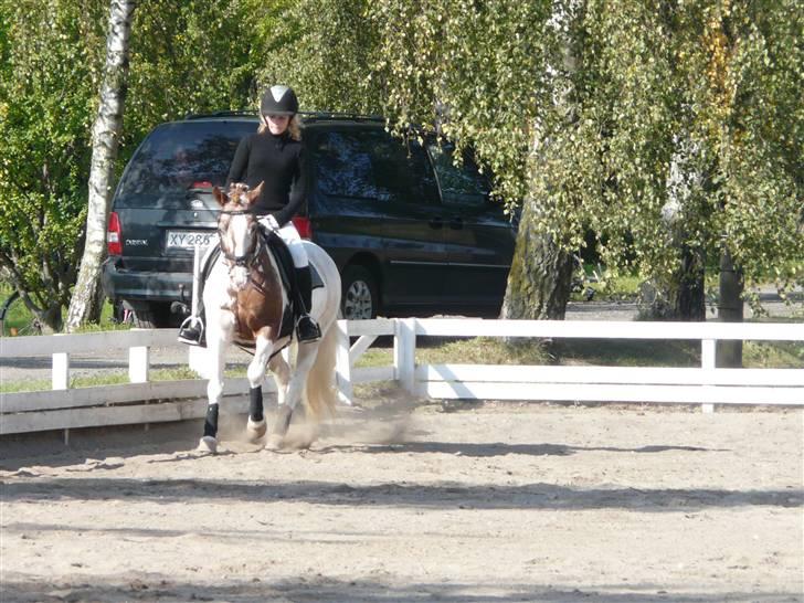 Lyng Ridecenter - Fie Wendel & Picasso billede 24