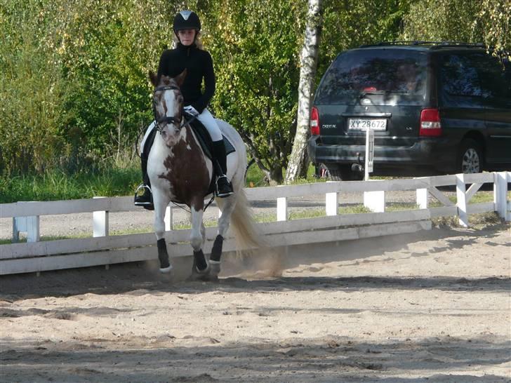 Lyng Ridecenter - Fie Wendel & Picasso billede 25