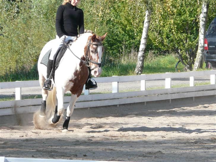 Lyng Ridecenter - Fie Wendel & Picasso billede 26