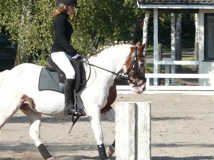 Lyng Ridecenter - Fie Wendel & Picasso billede 27