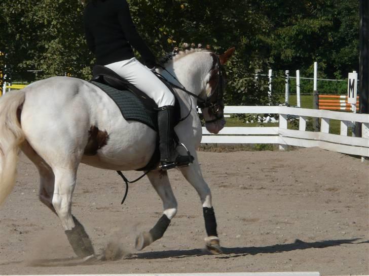 Lyng Ridecenter - Fie Wendel & Picasso billede 1