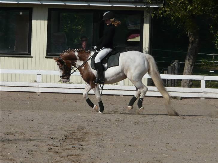 Lyng Ridecenter - Fie Wendel & Picasso billede 28