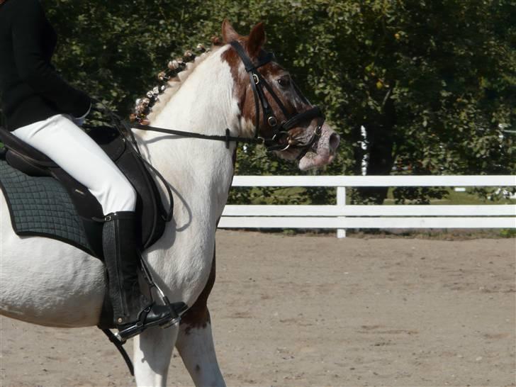 Lyng Ridecenter - Fie Wendel & Picasso billede 32