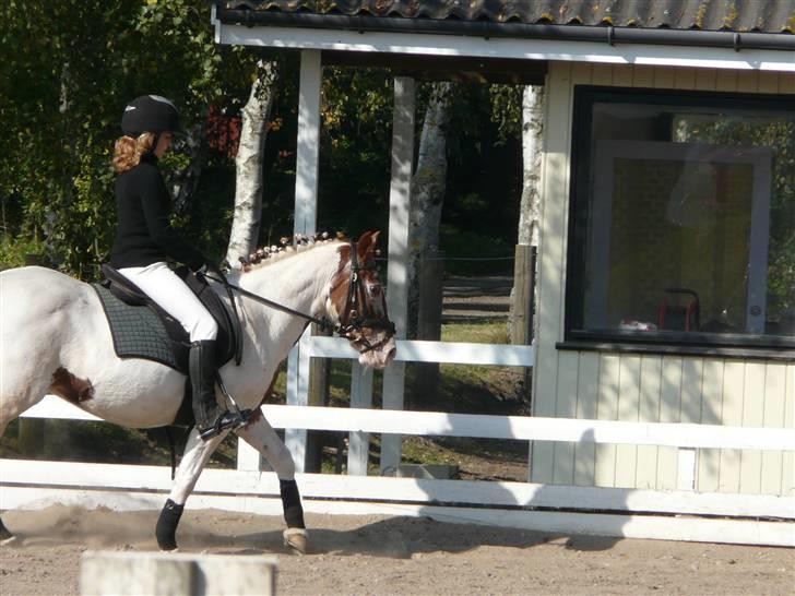 Lyng Ridecenter - Fie Wendel & Picasso billede 34