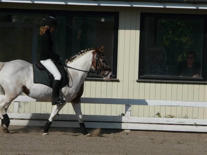 Lyng Ridecenter - Fie Wendel & Picasso billede 35