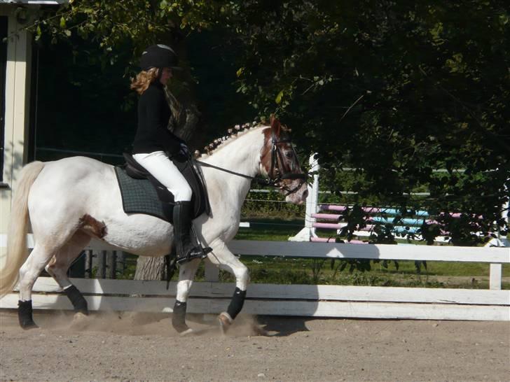 Lyng Ridecenter - Fie Wendel & Picasso billede 36