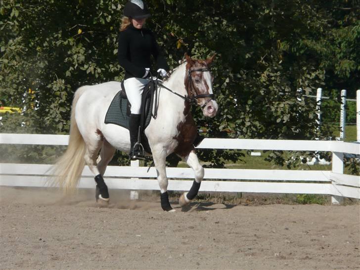 Lyng Ridecenter - Fie Wendel & Picasso billede 37