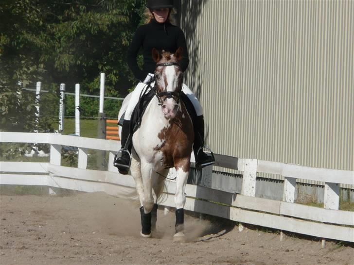 Lyng Ridecenter - Fie Wendel & Picasso billede 38