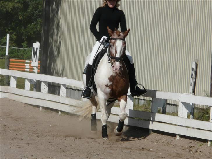 Lyng Ridecenter - Fie Wendel & Picasso billede 39