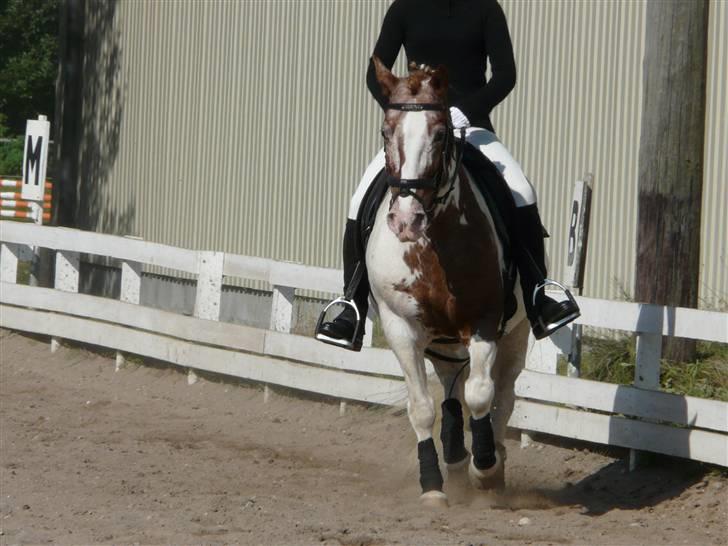 Lyng Ridecenter - Fie Wendel & Picasso billede 40