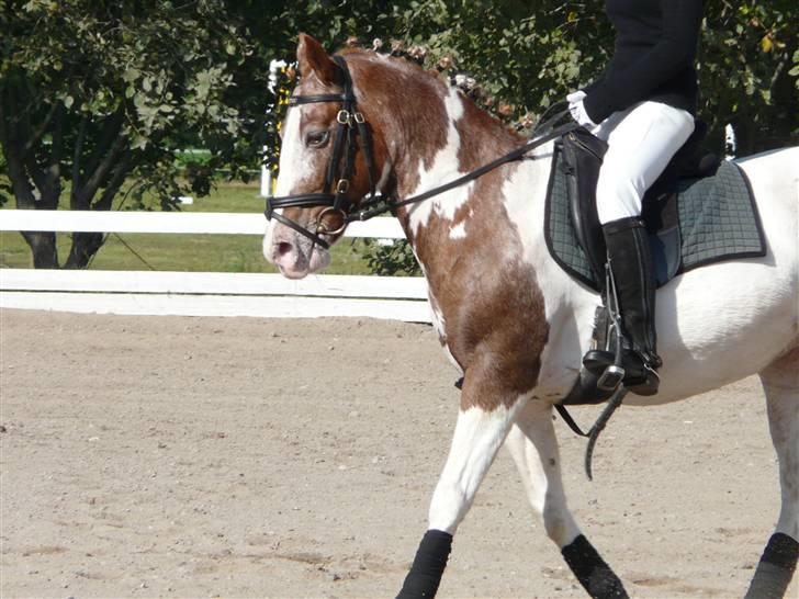 Lyng Ridecenter - Fie Wendel & Picasso billede 41