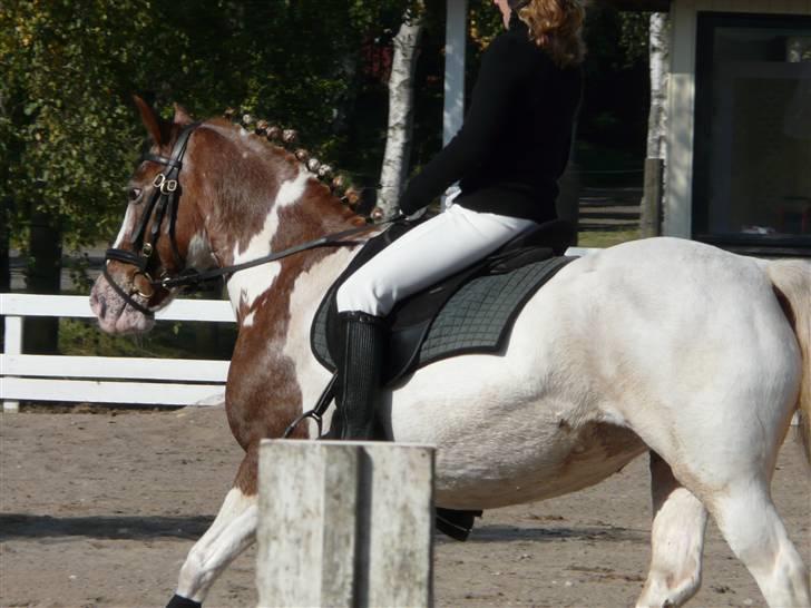 Lyng Ridecenter - Fie Wendel & Picasso billede 42