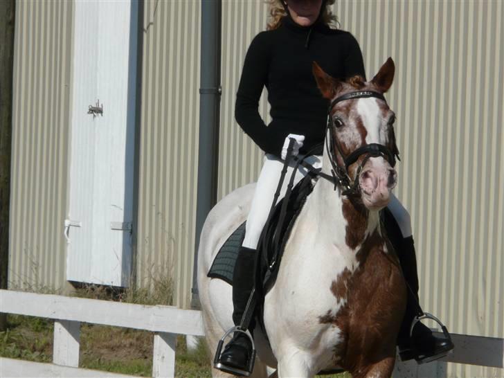 Lyng Ridecenter - Fie Wendel & Picasso billede 45