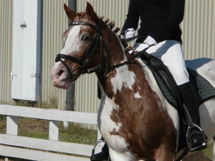 Lyng Ridecenter - Fie Wendel & Picasso billede 46