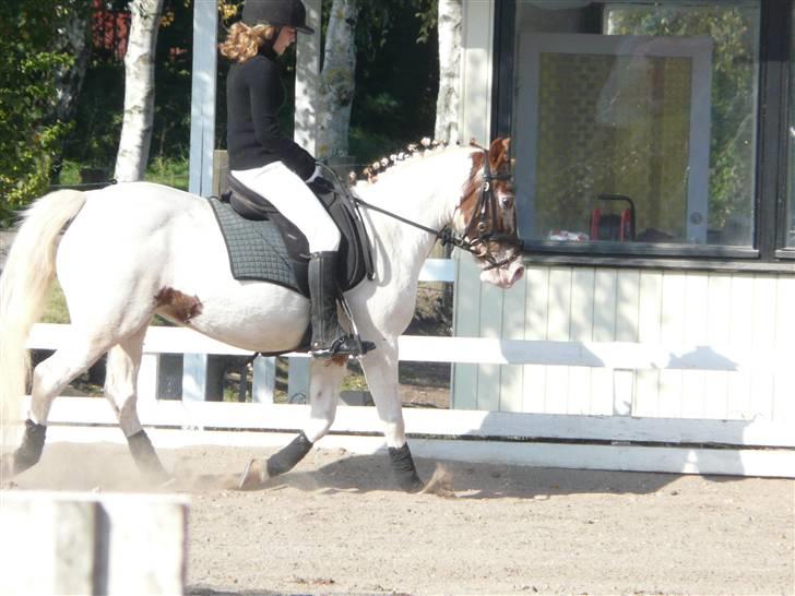 Lyng Ridecenter - Fie Wendel & Picasso billede 48