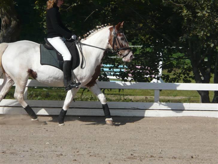 Lyng Ridecenter - Fie Wendel & Picasso billede 49