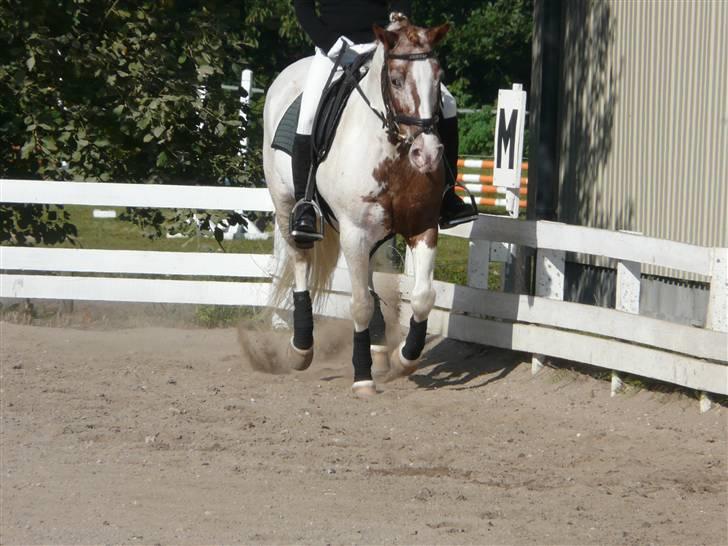 Lyng Ridecenter - Fie Wendel & Picasso billede 50