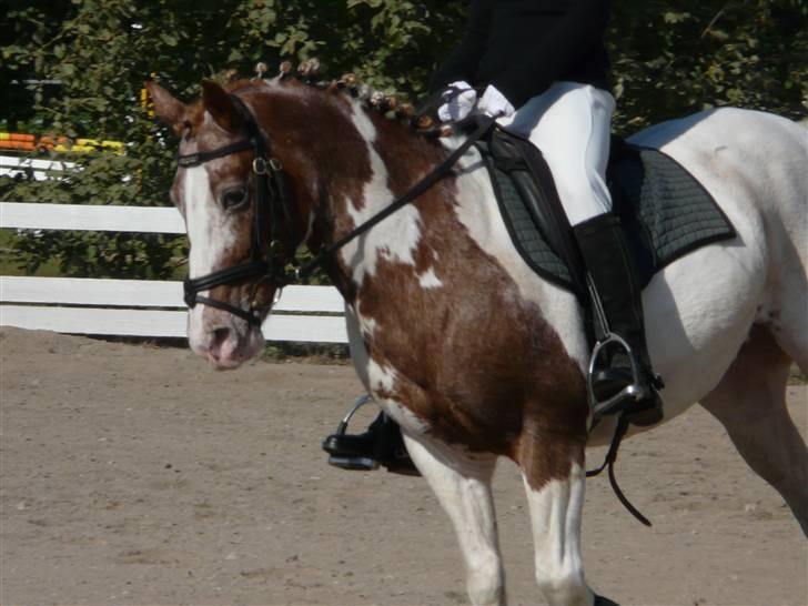 Lyng Ridecenter - Fie Wendel & Picasso billede 52