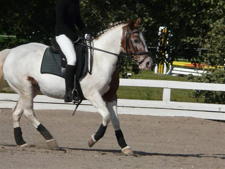 Lyng Ridecenter - Fie Wendel & Picasso billede 53