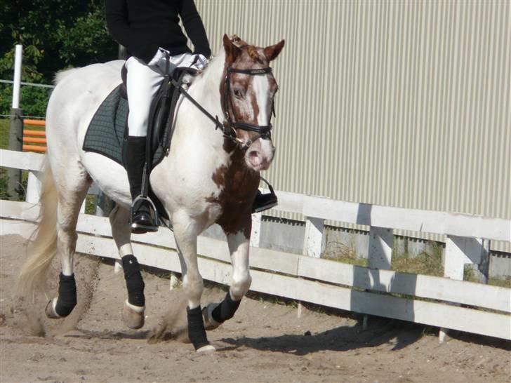 Lyng Ridecenter - Fie Wendel & Picasso billede 54